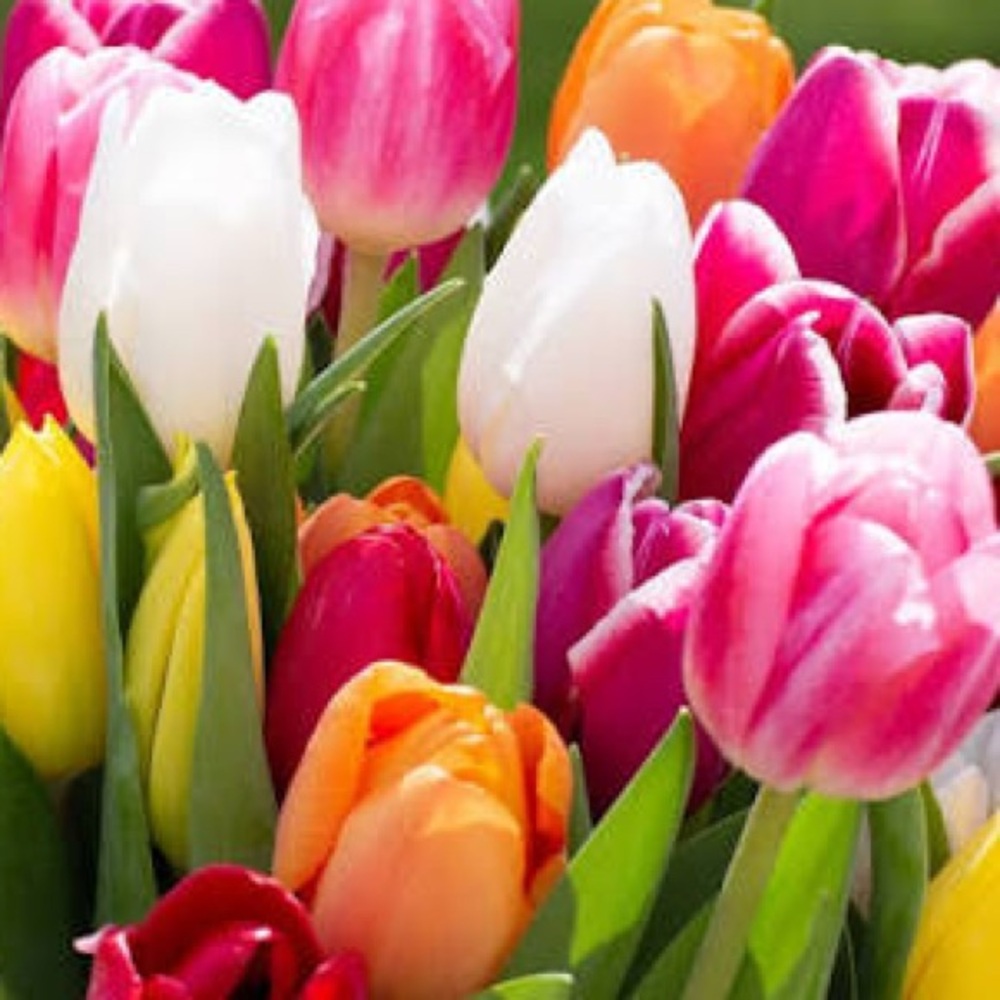 HAPPY SHOPPING POSH FRIENDS!